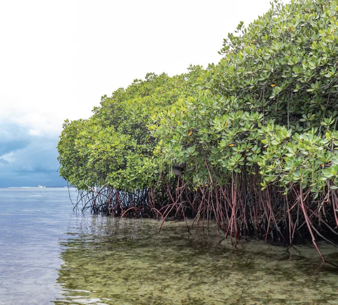 Mangrove shoreline